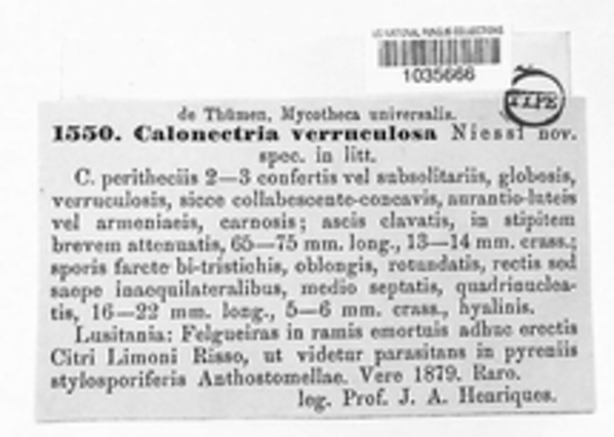 Calonectria verruculosa image